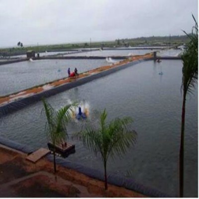 HDPE Pond Liner for Shrimp Pond in Paraguay